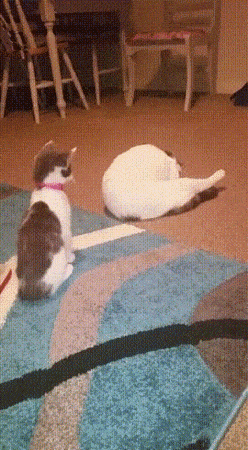 daily gifdump 46 gifs 5.html - 1 HD GIF | Premium Gallery 2026