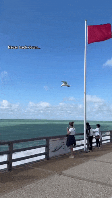 daily gifdump 46 gifs 5.html - 1 HD GIF | Premium Gallery 2026