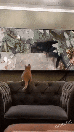 daily gifdump 46 gifs 5.html - 1 HD GIF | Premium Gallery 2026