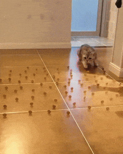 daily gifdump 46 gifs 5.html - 1 HD GIF | Premium Gallery 2026