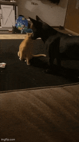 daily gifdump 46 gifs 5.html - 1 HD GIF | Premium Gallery 2026