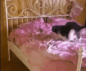 daily gifdump 46 gifs 5.html - 1 HD GIF | Premium Gallery 2026