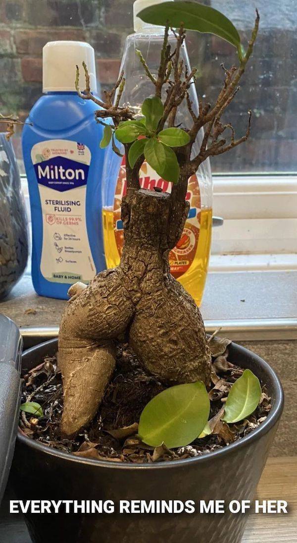 heres your meme therapy 33 pics 5.html - 33 HD Photos | Premium Gallery 2026