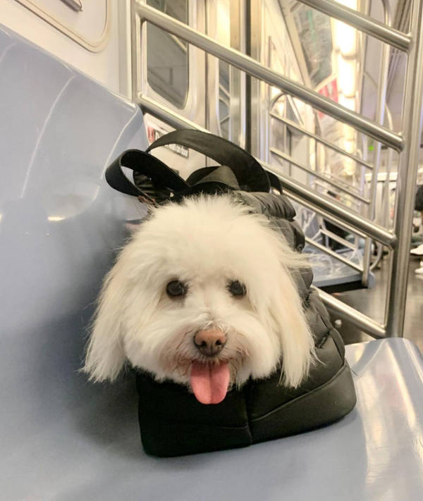 Public Transit Is a Different Universe