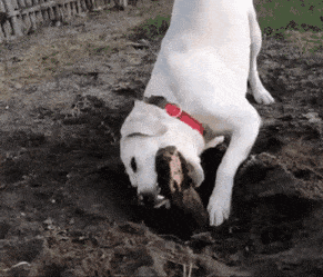 daily gifdump 45 gifs 1.html - 1 HD GIF | Premium Gallery 2026