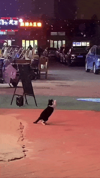 daily gifdump 45 gifs 1.html - 1 HD GIF | Premium Gallery 2026