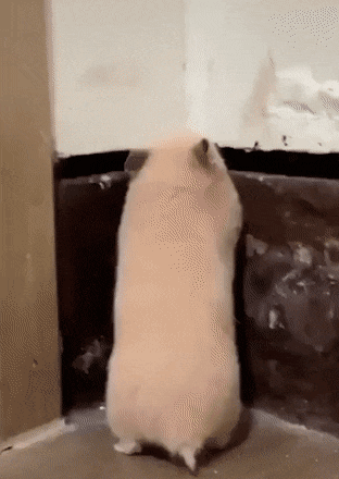 daily gifdump 45 gifs 1.html - 1 HD GIF | Premium Gallery 2026