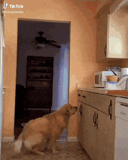 daily gifdump 43 gifs 7.html - 1 HD GIF | Premium Gallery 2026