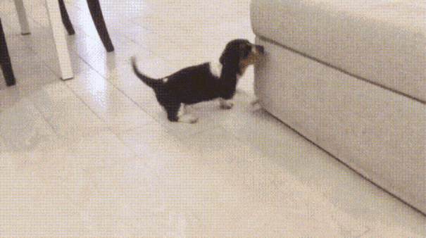 daily gifdump 43 gifs 7.html - 1 HD GIF | Premium Gallery 2026