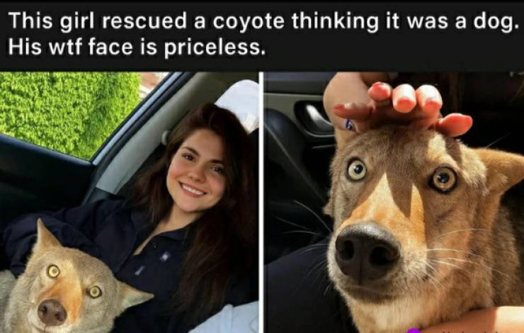 certified dank memes you need right now 38 pics 15.html - 38 HD Photos | Premium Gallery 2026