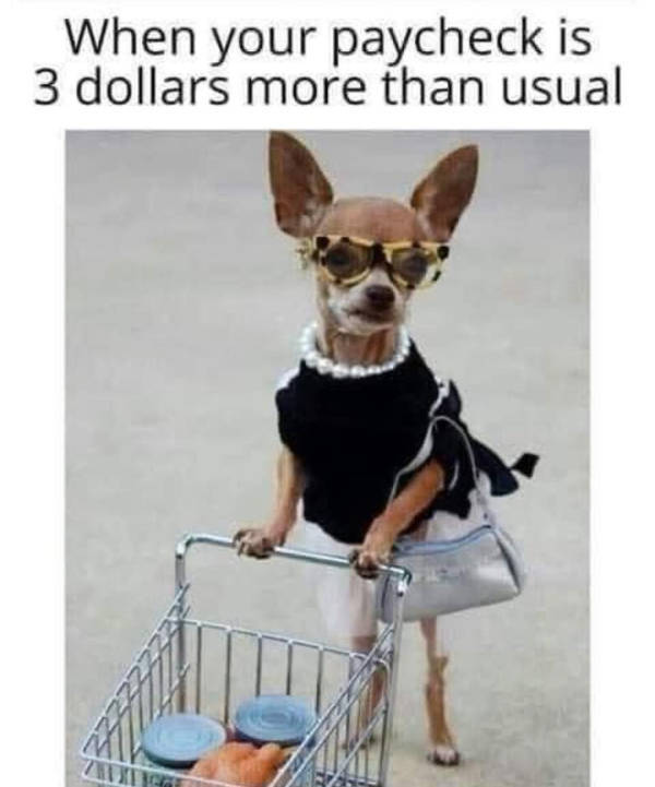 certified dank memes you need right now 38 pics 15.html - 38 HD Photos | Premium Gallery 2026