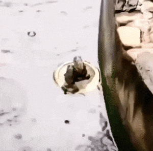 daily gifdump 41 gifs 9.html - 1 HD GIF | Premium Gallery 2026