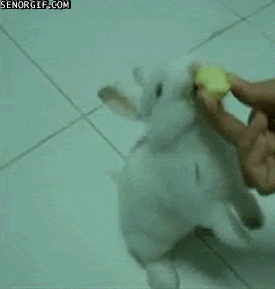 daily gifdump 41 gifs 9.html - 1 HD GIF | Premium Gallery 2026