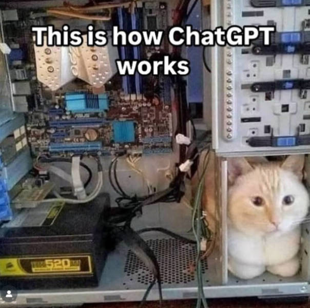 Cats Being Their Adorable Selves