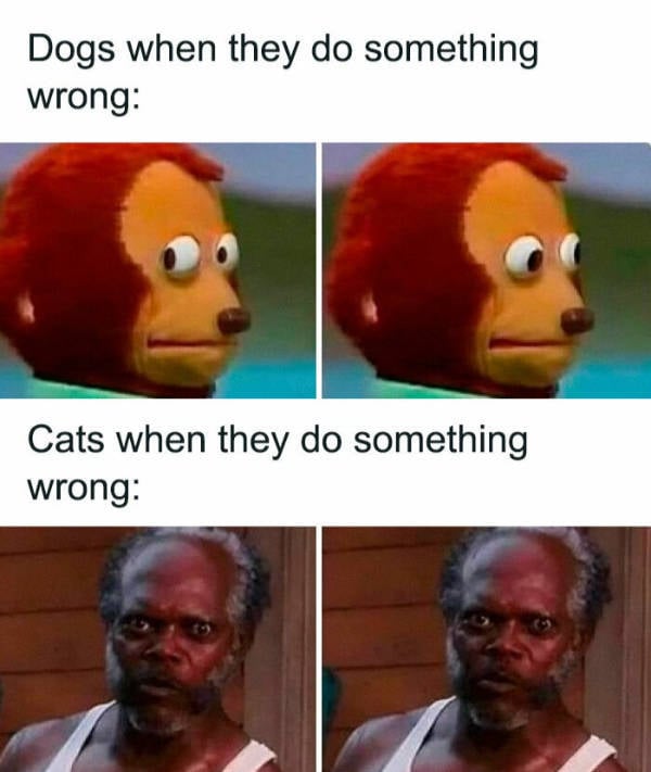 Cats Being Their Adorable Selves