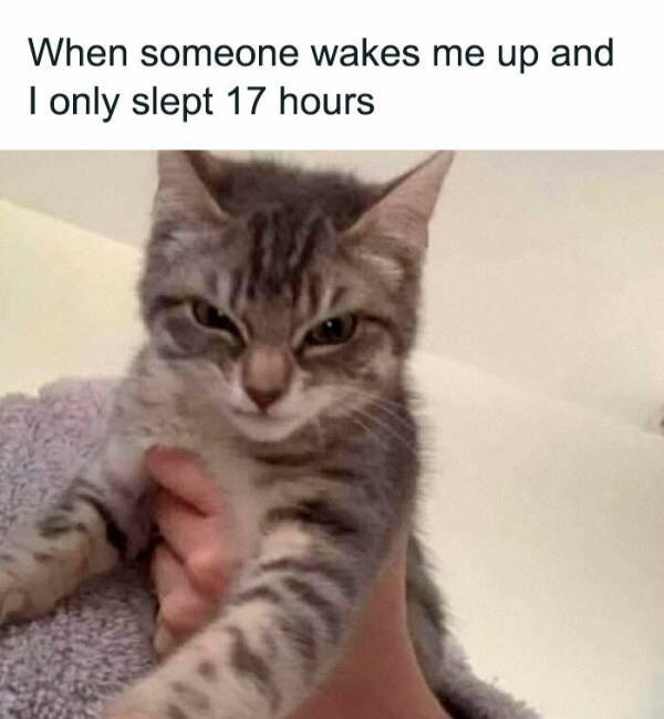 Cats Being Their Adorable Selves