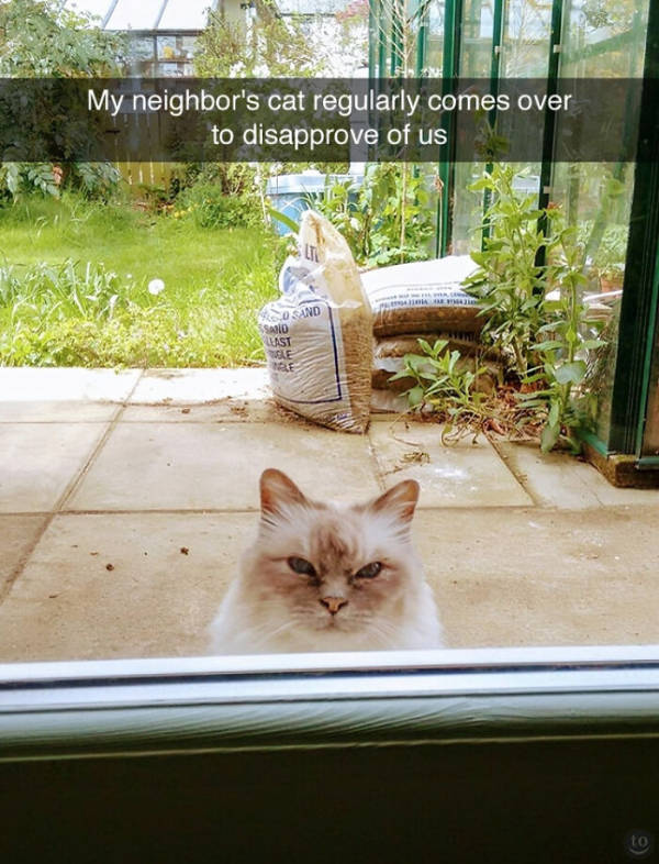 Cats Being Their Adorable Selves