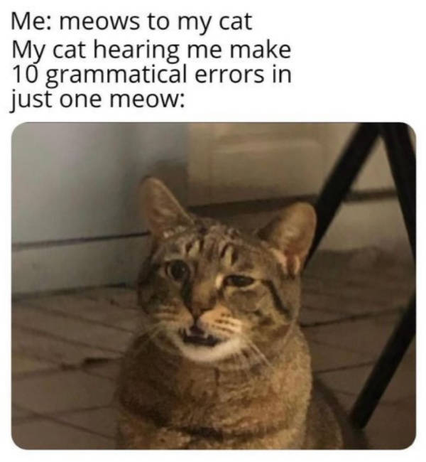 Cats Being Their Adorable Selves