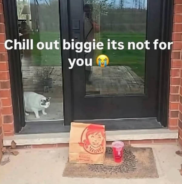 Cats Being Their Adorable Selves