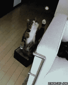 daily gifdump 47 gifs 6.html - 1 HD GIF | Premium Gallery 2026