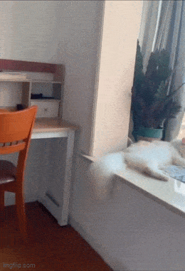 daily gifdump 47 gifs 6.html - 1 HD GIF | Premium Gallery 2026