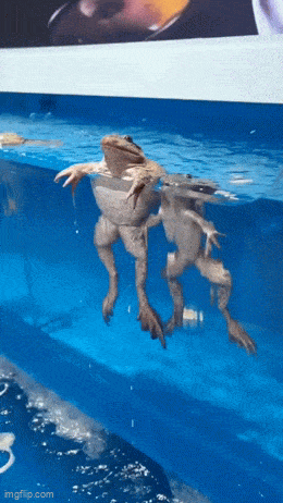 daily gifdump 50 gifs 2.html - 1 HD GIF | Premium Gallery 2026