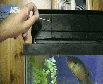 daily gifdump 50 gifs 2.html - 1 HD GIF | Premium Gallery 2026