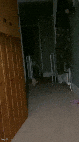 daily gifdump 50 gifs 2.html - 1 HD GIF | Premium Gallery 2026