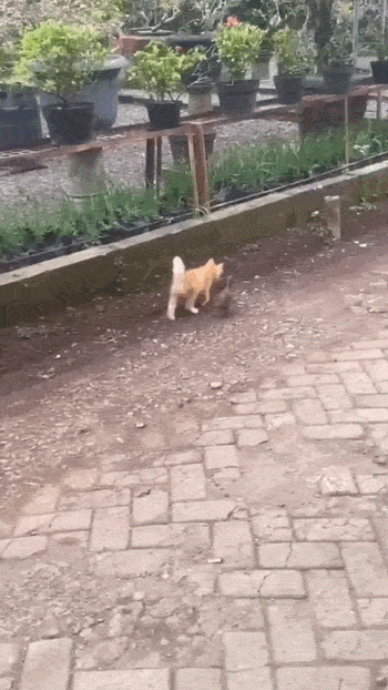 daily gifdump 50 gifs 2.html - 1 HD GIF | Premium Gallery 2026