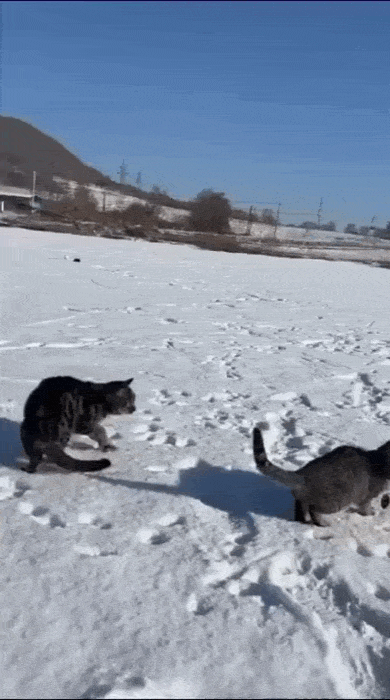 daily gifdump 50 gifs 2.html - 1 HD GIF | Premium Gallery 2026