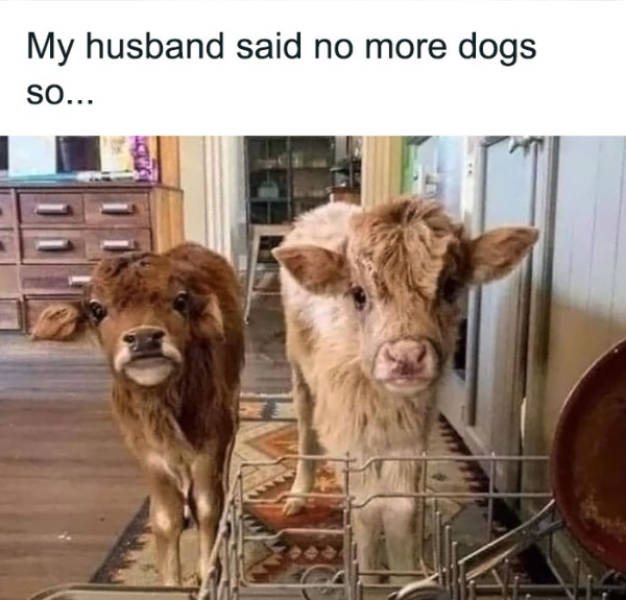 wholesome pictures that feel like a warm hug 30 pics 4.html - 30 HD Photos | Premium Gallery 2026