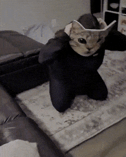 daily gifdump 48 gifs 6.html - 1 HD GIF | Premium Gallery 2026