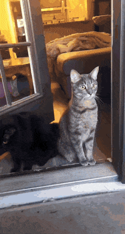 daily gifdump 48 gifs 6.html - 1 HD GIF | Premium Gallery 2026