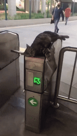 daily gifdump 48 gifs 6.html - 1 HD GIF | Premium Gallery 2026