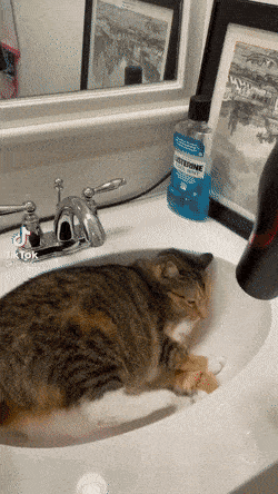 daily gifdump 49 gifs 5.html - 1 HD GIF | Premium Gallery 2026