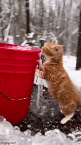 daily gifdump 49 gifs 5.html - 1 HD GIF | Premium Gallery 2026