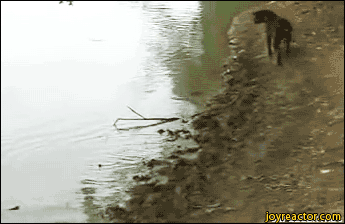 daily gifdump 49 gifs 5.html - 1 HD GIF | Premium Gallery 2026