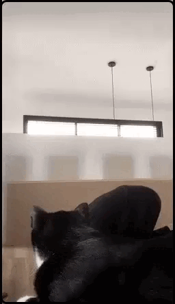 daily gifdump 49 gifs 5.html - 1 HD GIF | Premium Gallery 2026