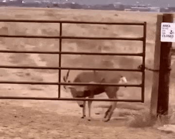 daily gifdump 49 gifs 5.html - 1 HD GIF | Premium Gallery 2026