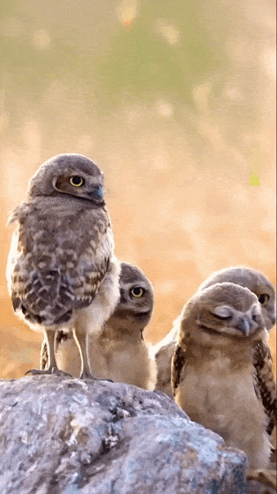 daily gifdump 49 gifs 5.html - 1 HD GIF | Premium Gallery 2026