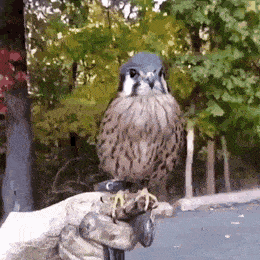 daily gifdump 49 gifs 5.html - 1 HD GIF | Premium Gallery 2026