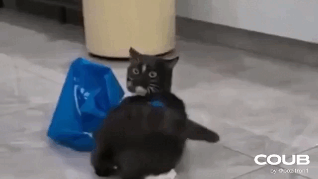 daily gifdump 49 gifs 5.html - 1 HD GIF | Premium Gallery 2026