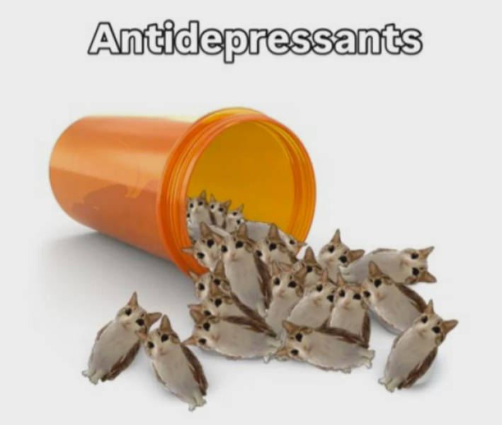 Cats Being Absolute Weirdos