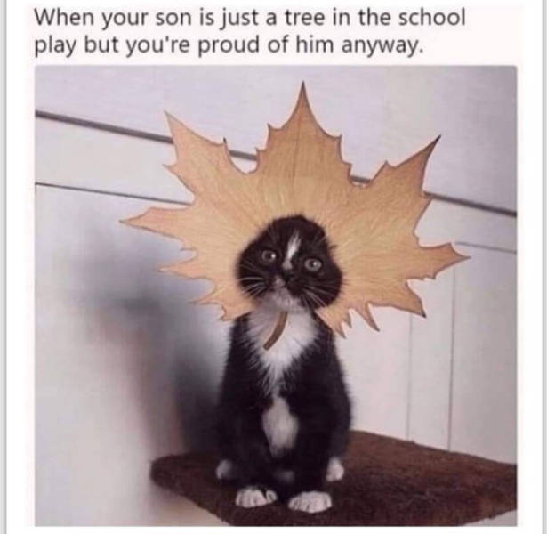 cats being absolute weirdos 37 pics 14.html - 37 HD Photos | Premium Gallery 2026