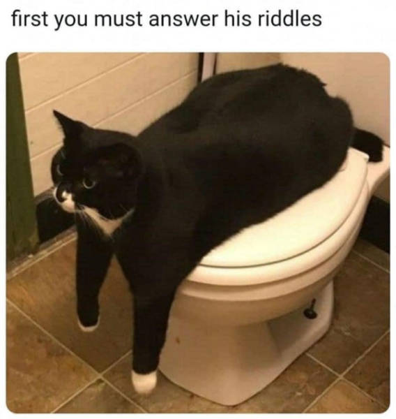 Cats Being Absolute Weirdos