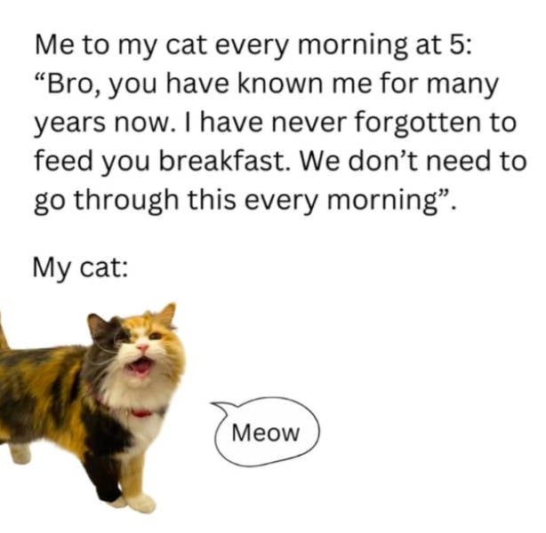 cats being absolute weirdos 37 pics 14.html - 37 HD Photos | Premium Gallery 2026