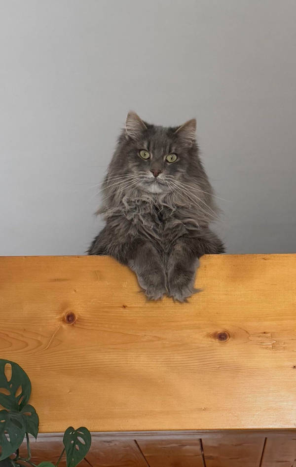 Cats Being Absolute Weirdos