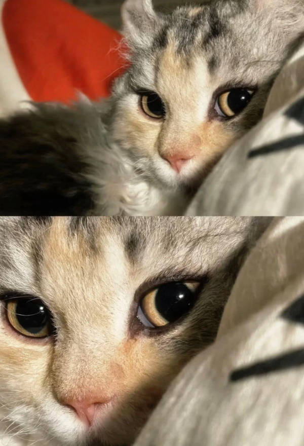 Cats Being Absolute Weirdos