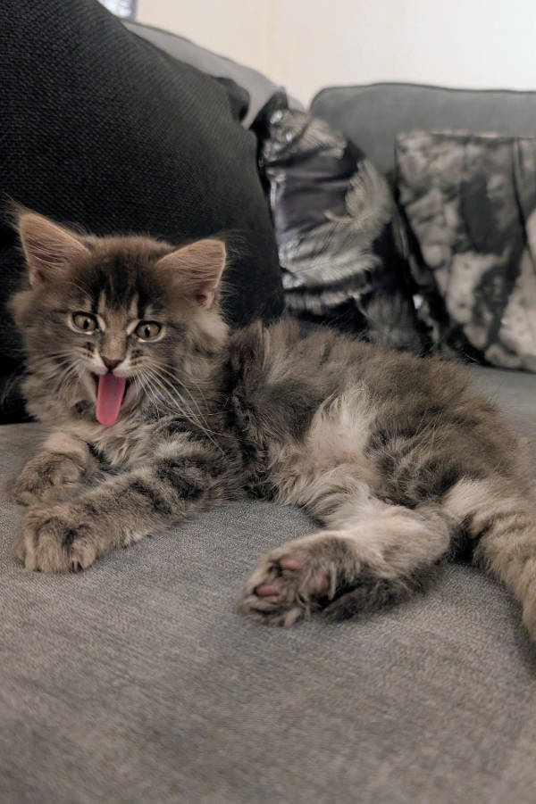 Cats Being Absolute Weirdos