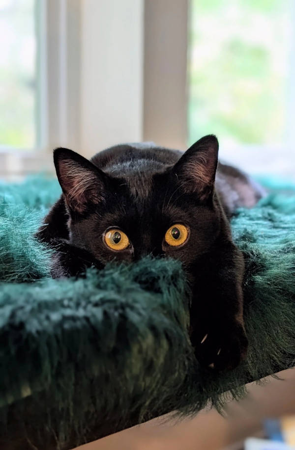 Cats Being Absolute Weirdos